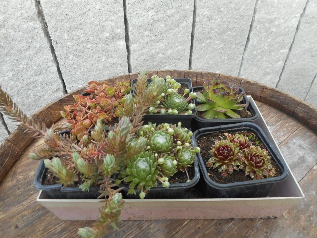 planten, Tuin en Terras, Overige soorten, Volle zon, Vaste plant, Ophalen of Verzenden