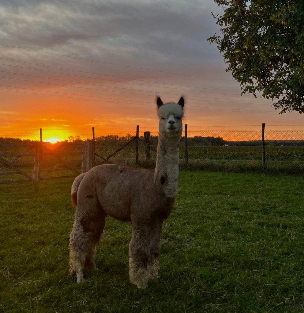 Bewezen grijze alpaca dekhengst, April, Mannelijk