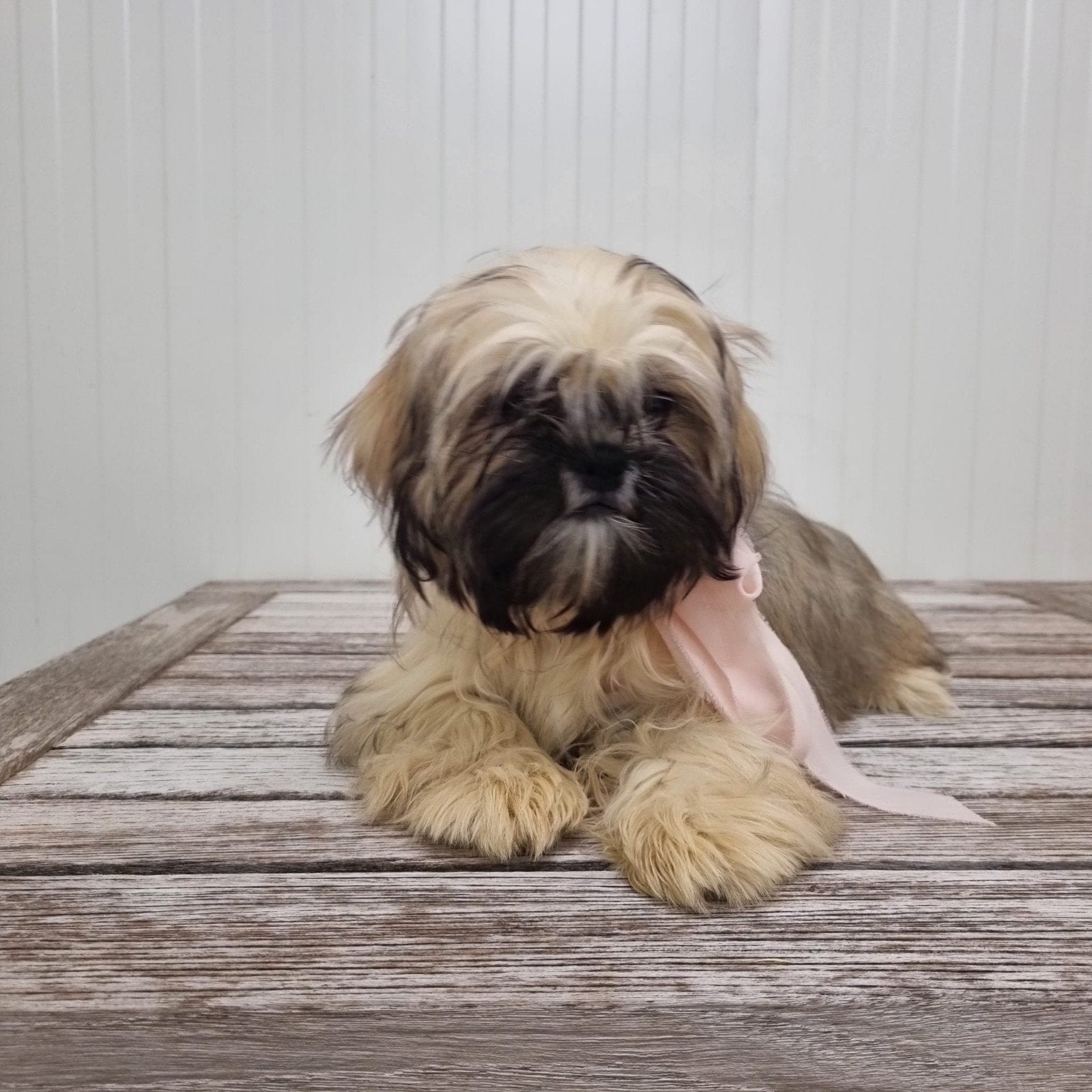 shih tzu pups, België, Overige rassen, CDV (hondenziekte), 8 tot 15 weken