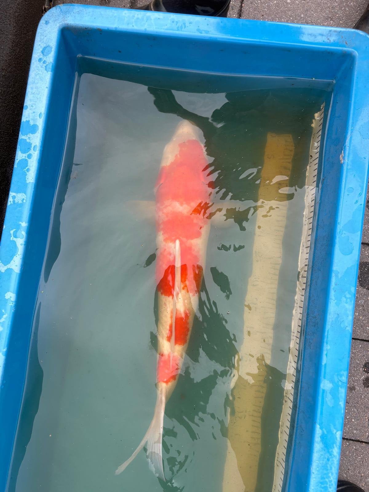 Kohaku koi, Dieren en Toebehoren, Vissen | Vijvervissen