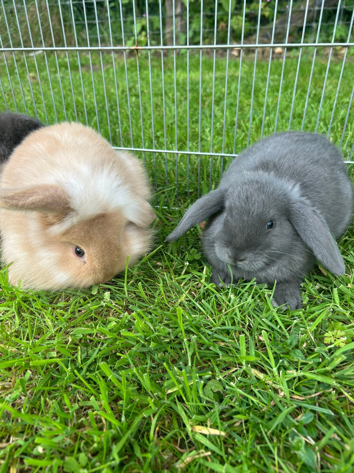 Jonge hangoor konijntjes, Dieren en Toebehoren, Mannelijk, Dwerg, Hangoor, 0 tot 2 jaar