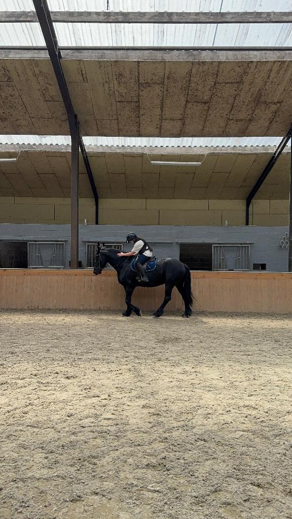 Lease paardje gezocht, Animaux & Accessoires, Chevaux, Hongre, Moins de 160 cm, Avec pedigree, Cheval de saut