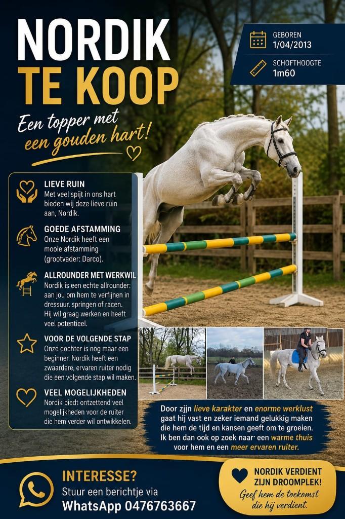 Paard, Animaux & Accessoires, Chevaux, 11 ans ou plus, Hongre, Avec pedigree, 160 à 165 cm