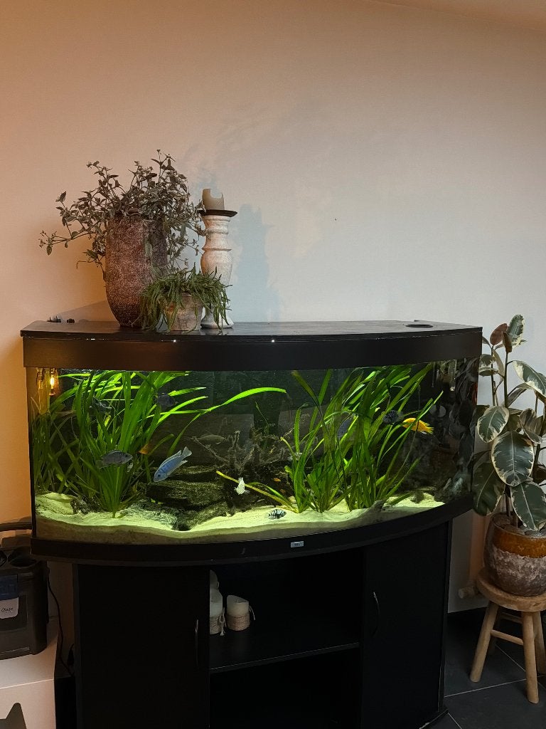 Aquarium 450 litres + poissons + accessoires, Enlèvement, Poissons inclus, Utilisé, Decoratie