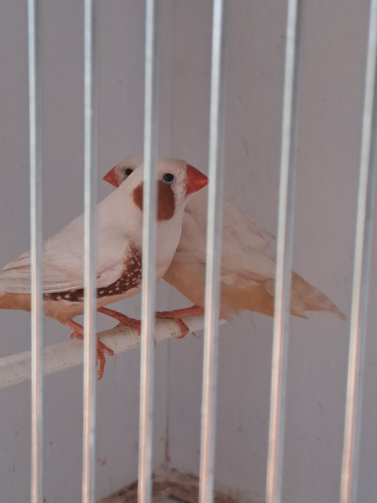 zebravinken isabel, Dieren en Toebehoren