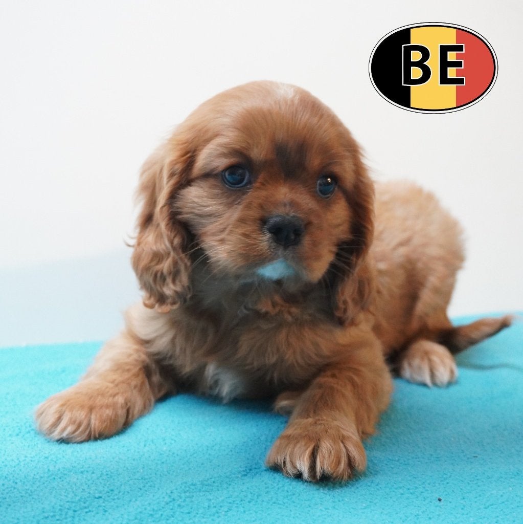 Cavalier King Charles - adorables chiots belges à vendre, Commerçant, Autres races, 8 à 15 semaines, Plusieurs