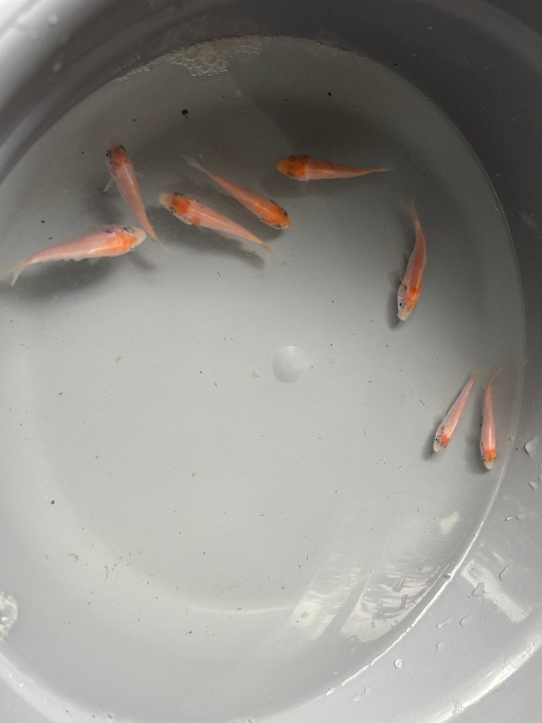 8 Koi van 5cm, Animaux & Accessoires, Poissons | Poissons d'étang, Carpe ou Koï