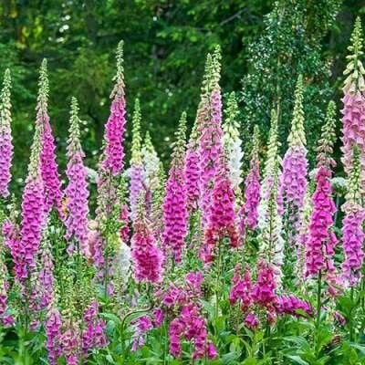 Digitalis purpurea 0,50 per potje, Tuin en Terras, Ophalen