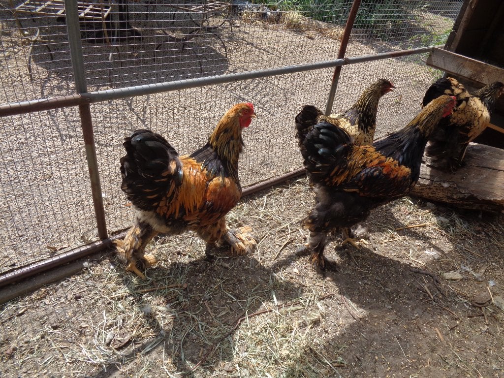 Haan Brahma goud-zwart gezoomd, Dieren en Toebehoren, Pluimvee, Kip