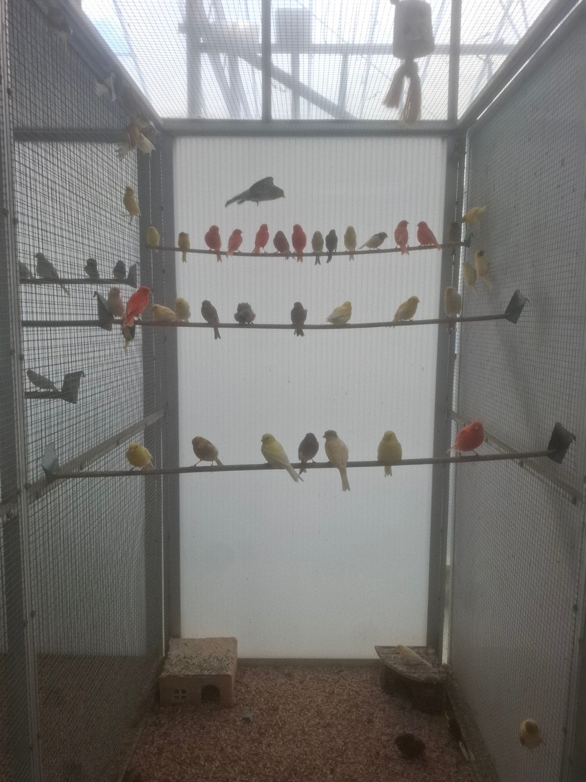 Kanaries kanarie vogels, prachtige vogels in alle kleuren