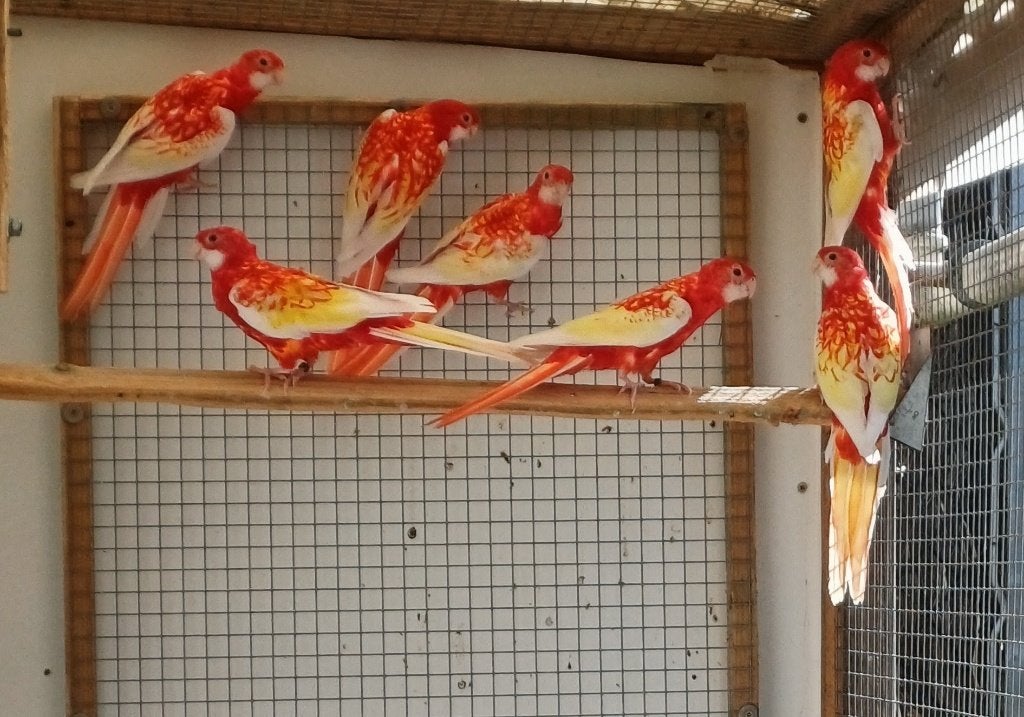 rubino rosella's 2026, Dieren en Toebehoren, Meerdere dieren, Parkiet, Geringd