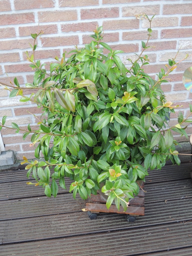 Planten, Tuin en Terras, Planten | Tuinplanten, Vaste plant, Halfschaduw, Zomer, Ophalen