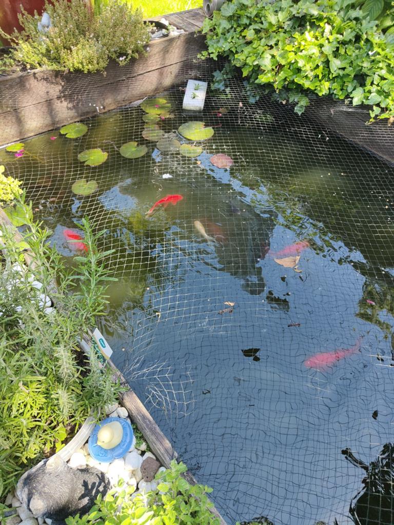 Vissen, Tuin en Terras, Vijvers, Ophalen