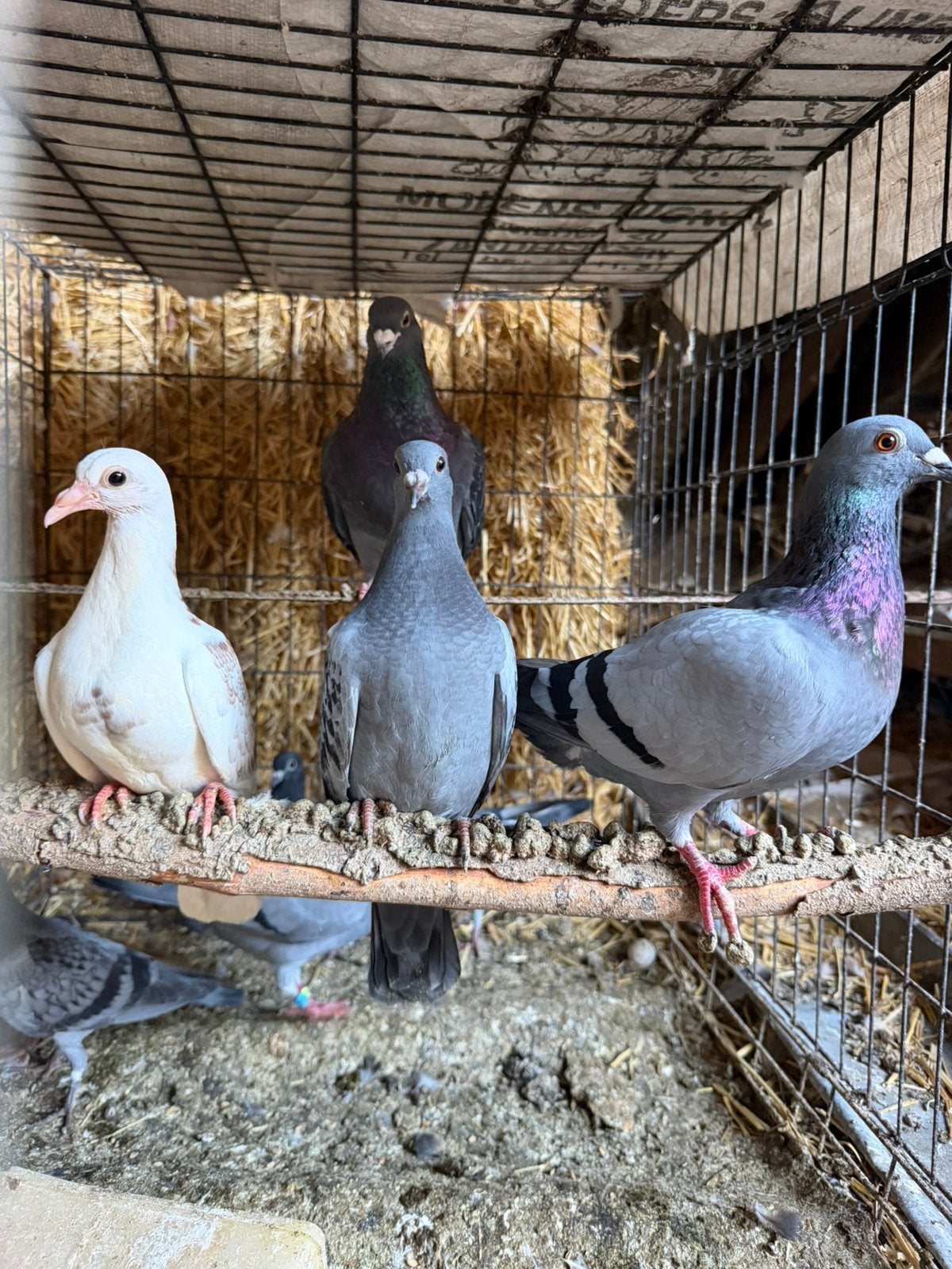 Jonge duiven, Dieren en Toebehoren, Vogels | Duiven