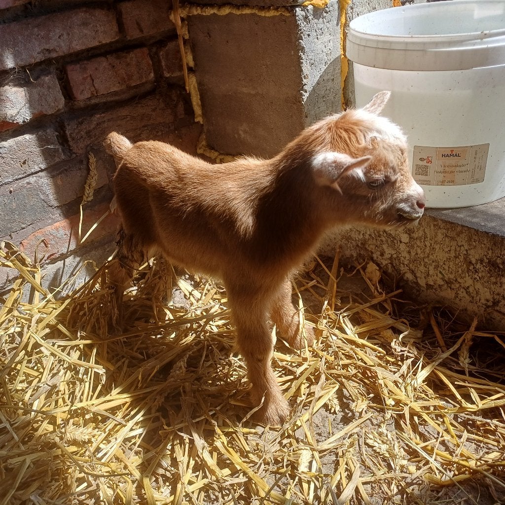 2 papfles dwerggeitbokjes palemino, Dieren en Toebehoren, Mannelijk, Geit