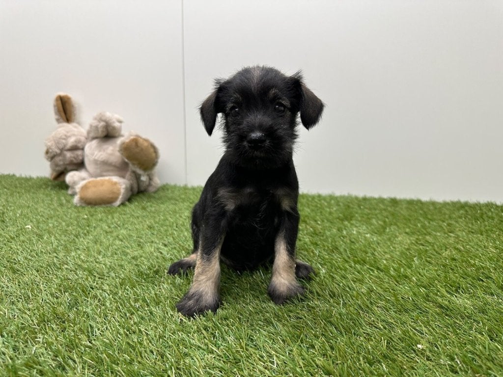 Nestje Dwergschnauzer pups, België, CDV (hondenziekte), 8 tot 15 weken, Meerdere