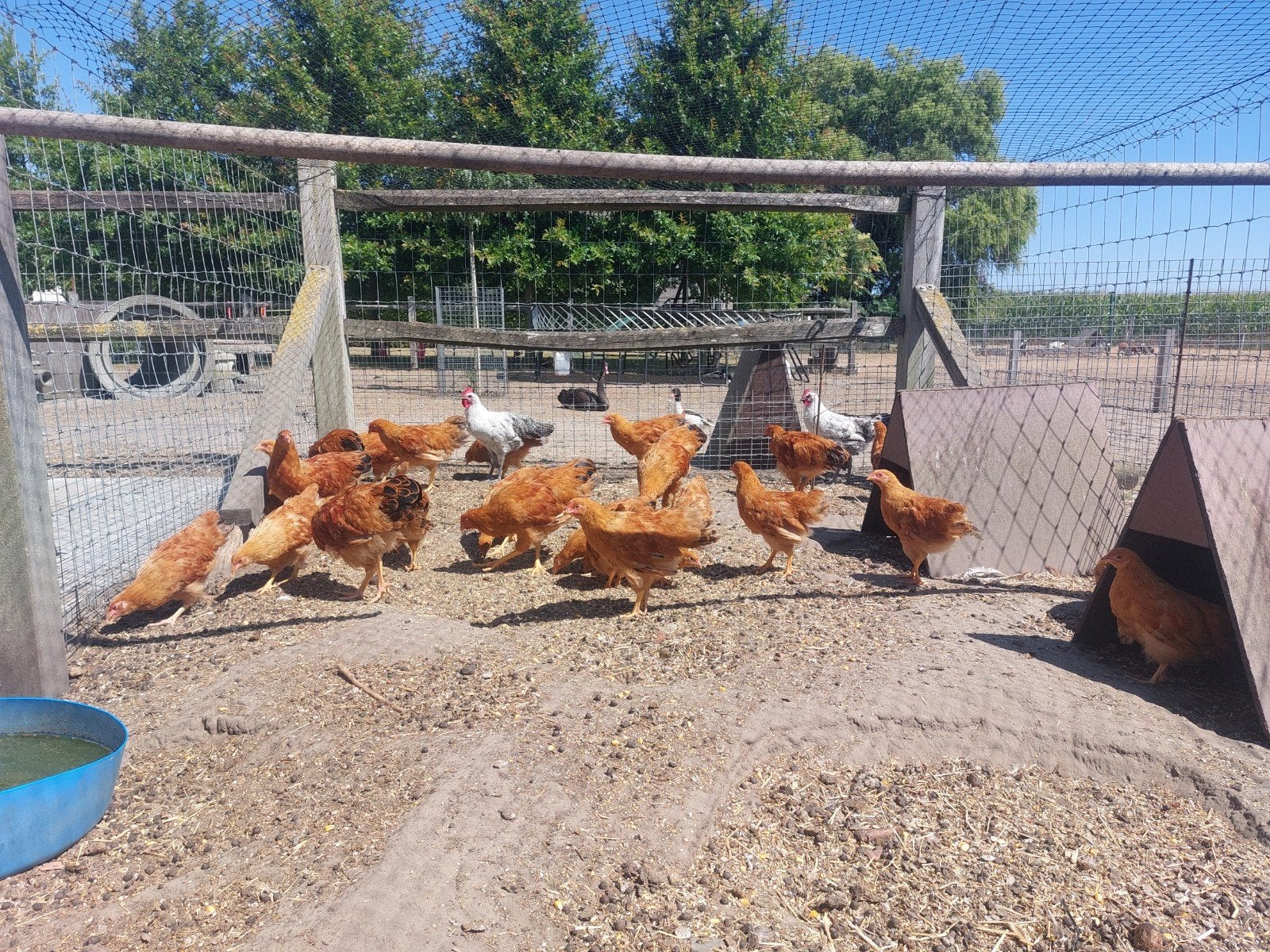 New hampshire kippen., Dieren en Toebehoren, Pluimvee, Meerdere dieren, Kip