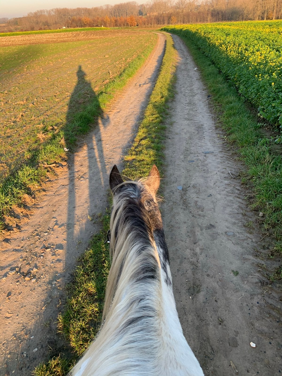 Appaloosa ruin 24 jaar, Gechipt, Ruin, Zadelmak, 160 tot 165 cm