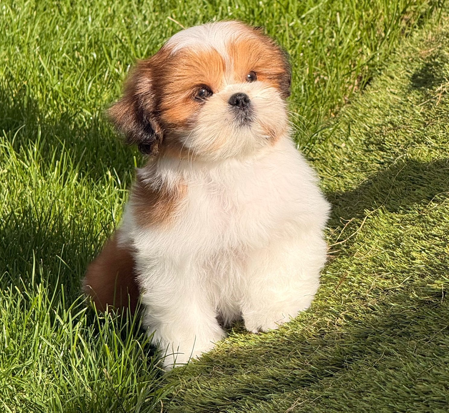 Lhasa apso pups, België, Overige rassen, CDV (hondenziekte), 8 tot 15 weken