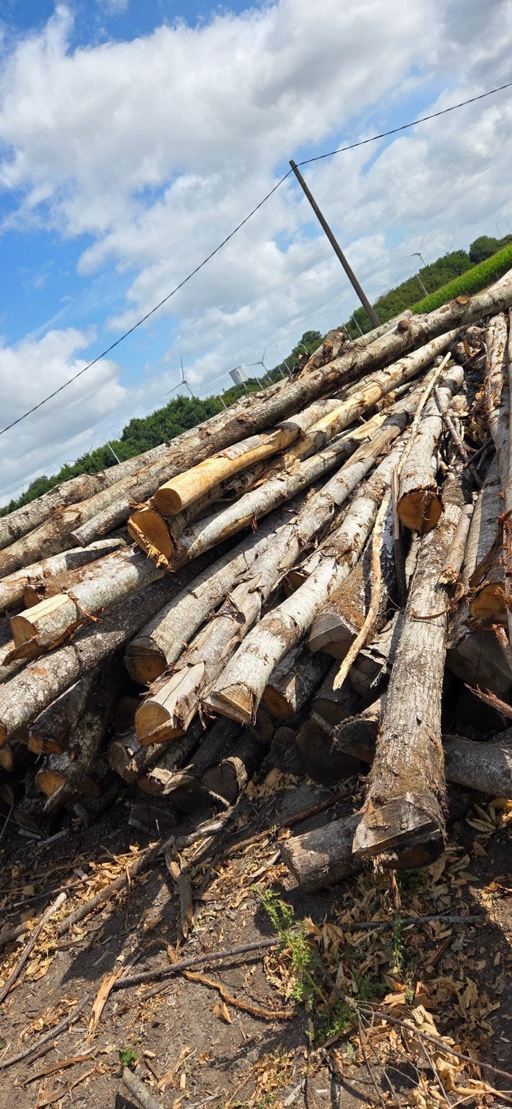 Kastanje stammen droog hout, Enlèvement ou Envoi, Troncs d'arbres