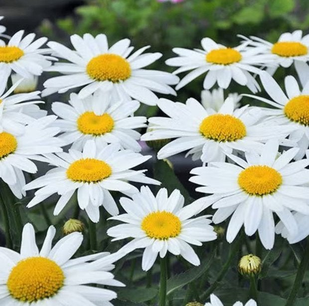 Leucantheum of Grote Margriet, Tuin en Terras, Ophalen, Zomer, Vaste plant, Volle zon