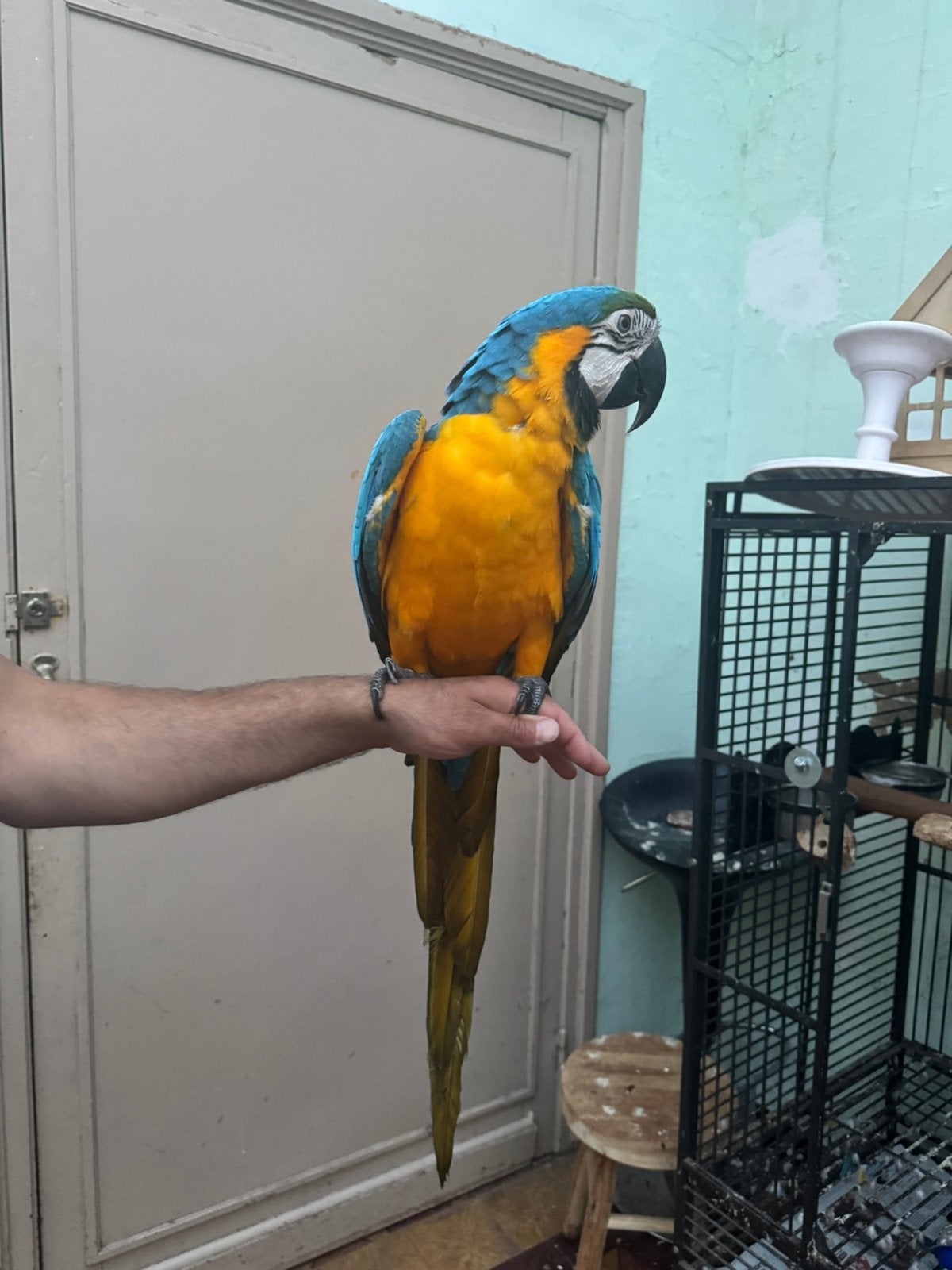 Super mooie jonge ara te koop papieren aanwezig, Dieren en Toebehoren, Mannelijk, Papegaai, Pratend