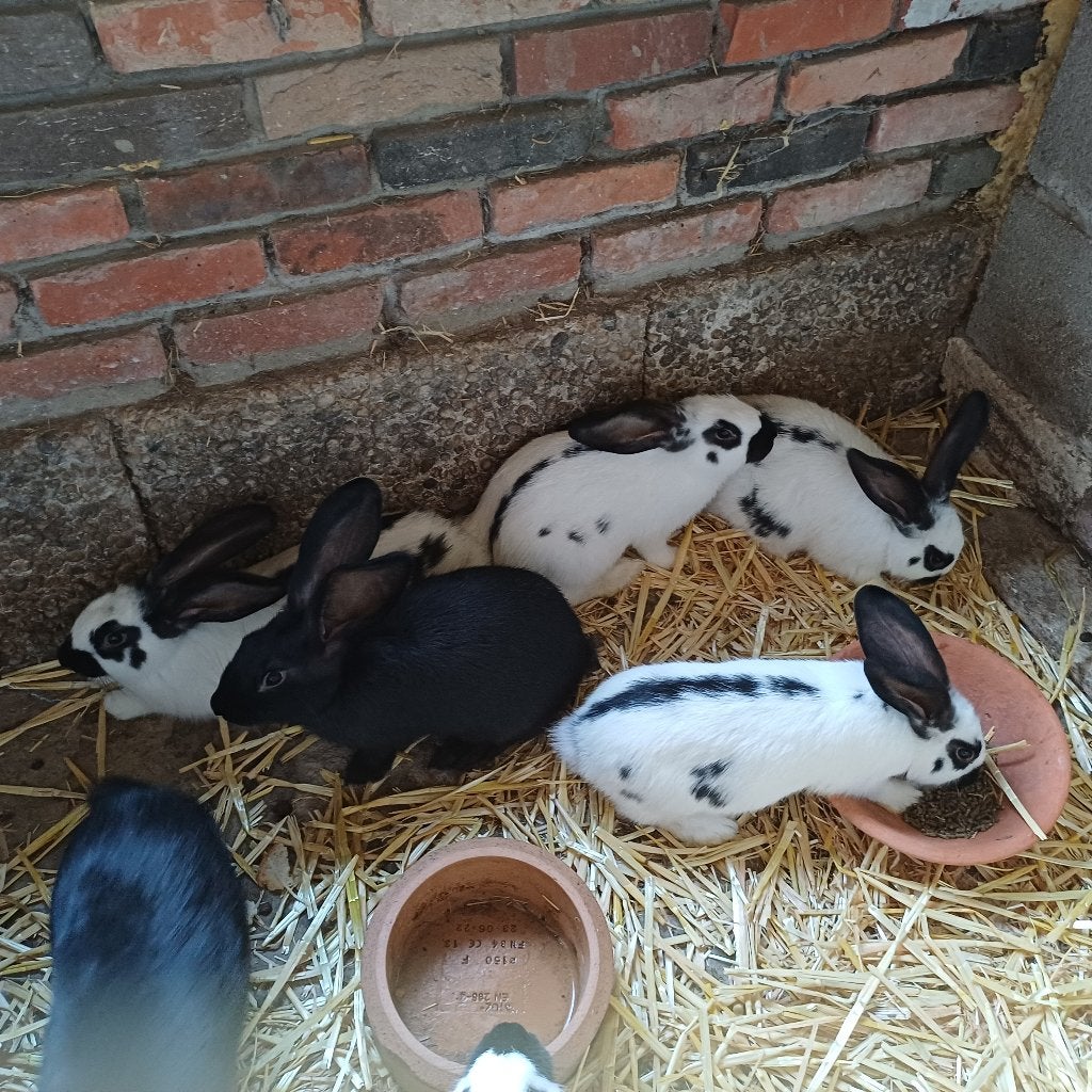 Vlinder konijnen, Dieren en Toebehoren, Konijnen, Groot