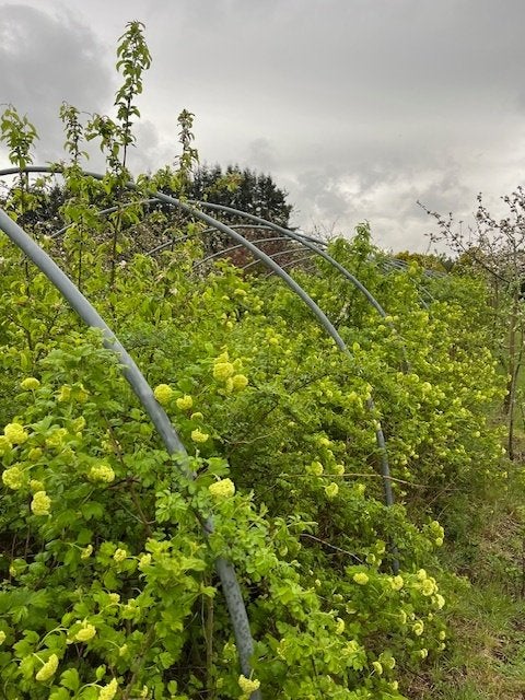 Bogen 35mm, Articles professionnels, Agriculture | Immobilier agricole, Enlèvement, Entreprise d'horticulture