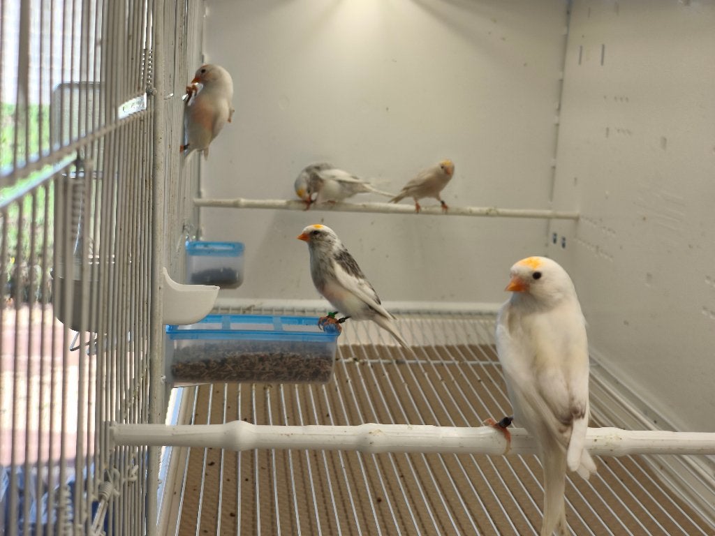 Sizerin, Dieren en Toebehoren, Ophalen