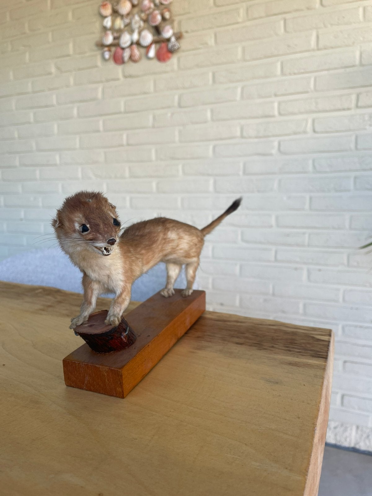 Taxidermie, hibou et autres animaux, Enlèvement, Comme neuf