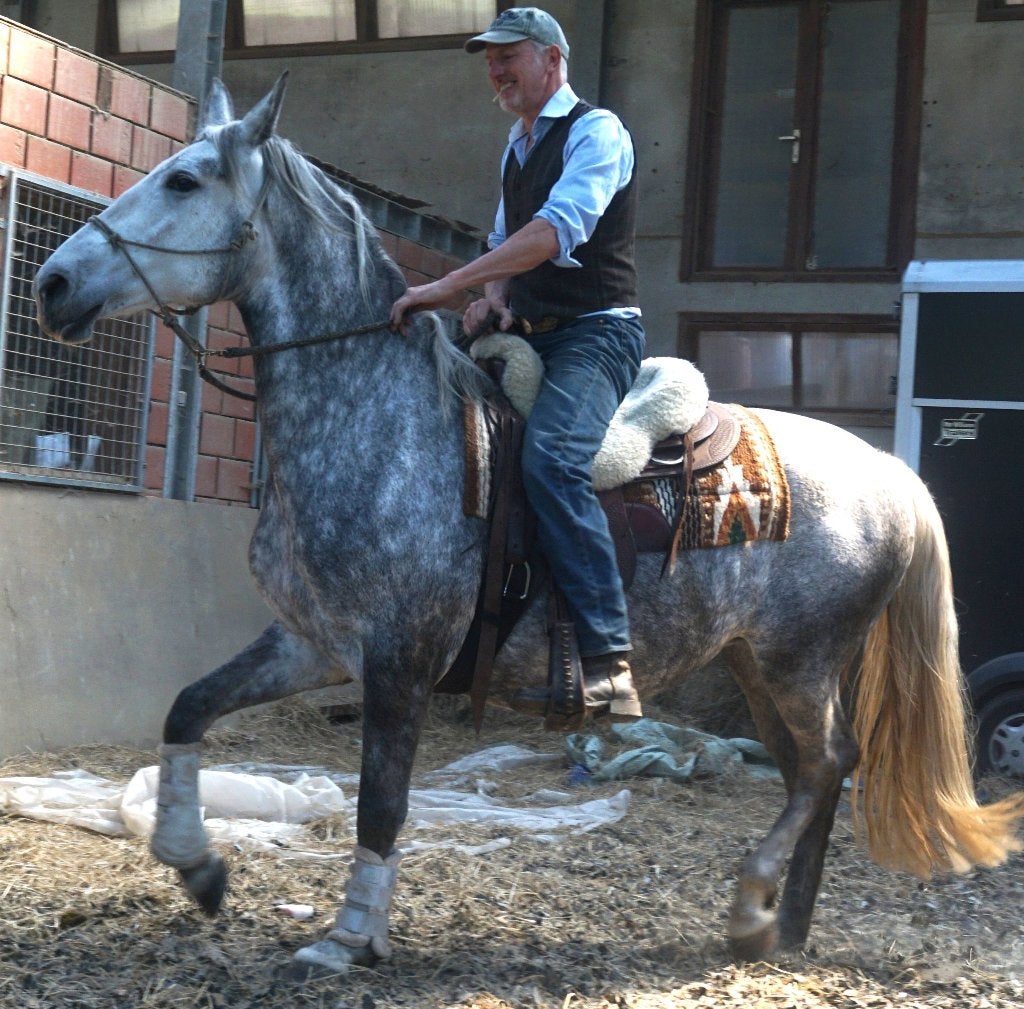 Cruzado barok merrie Lipizaner -Pré, Dieren en Toebehoren, Paarden, Zadelmak, 3 tot 6 jaar, 160 tot 165 cm, Merrie