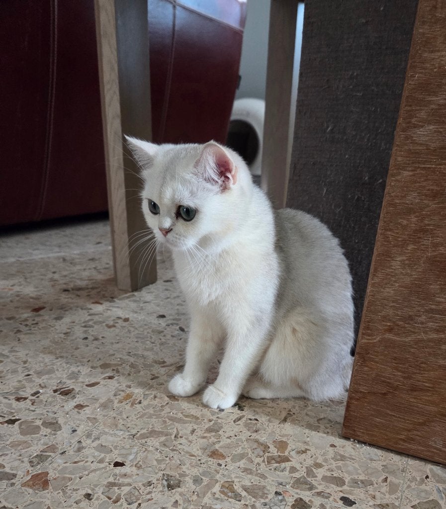 Black Silver Shaded, Dieren en Toebehoren, Poes, Met stamboom, 0 tot 2 jaar