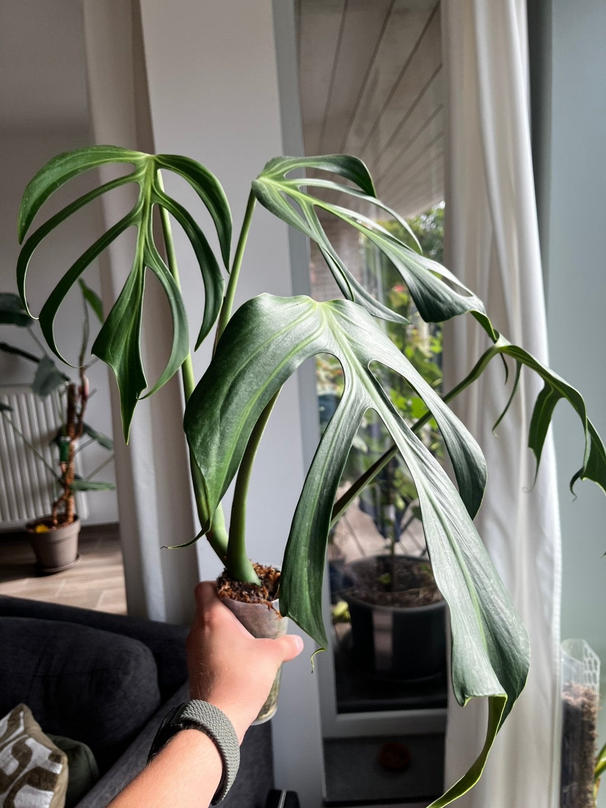 Diverse planten te koop!, Huis en Inrichting, Ophalen, Overige soorten