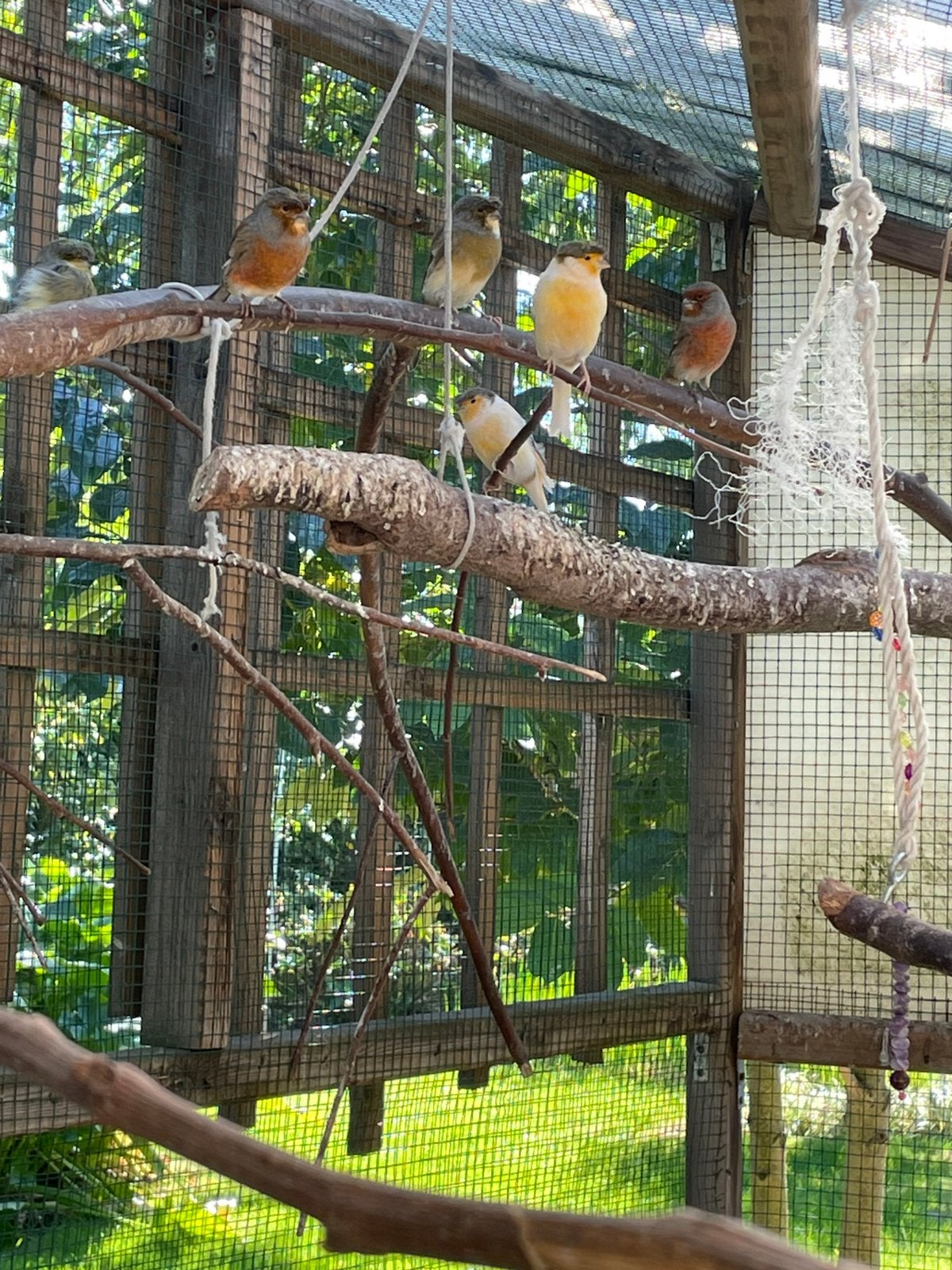 Kanaries, Dieren en Toebehoren