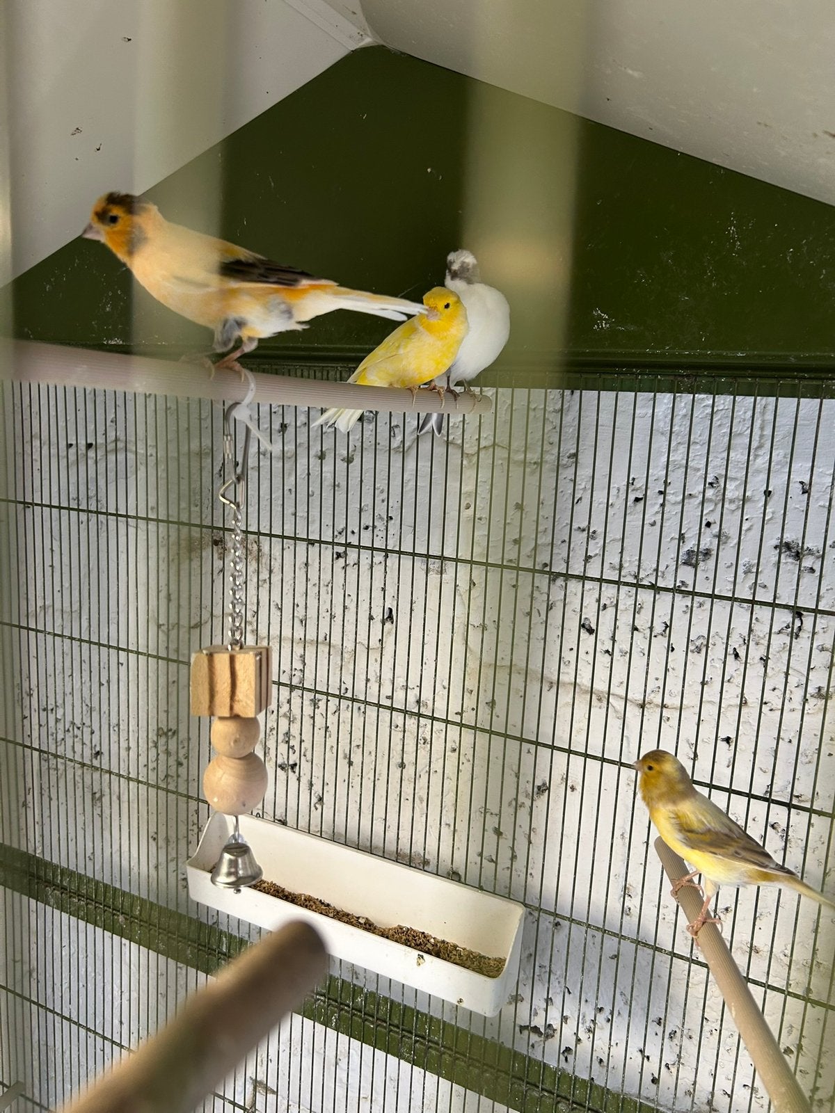 4x kanarie man goede fluiters, Dieren en Toebehoren, Mannelijk, Kleurkanarie