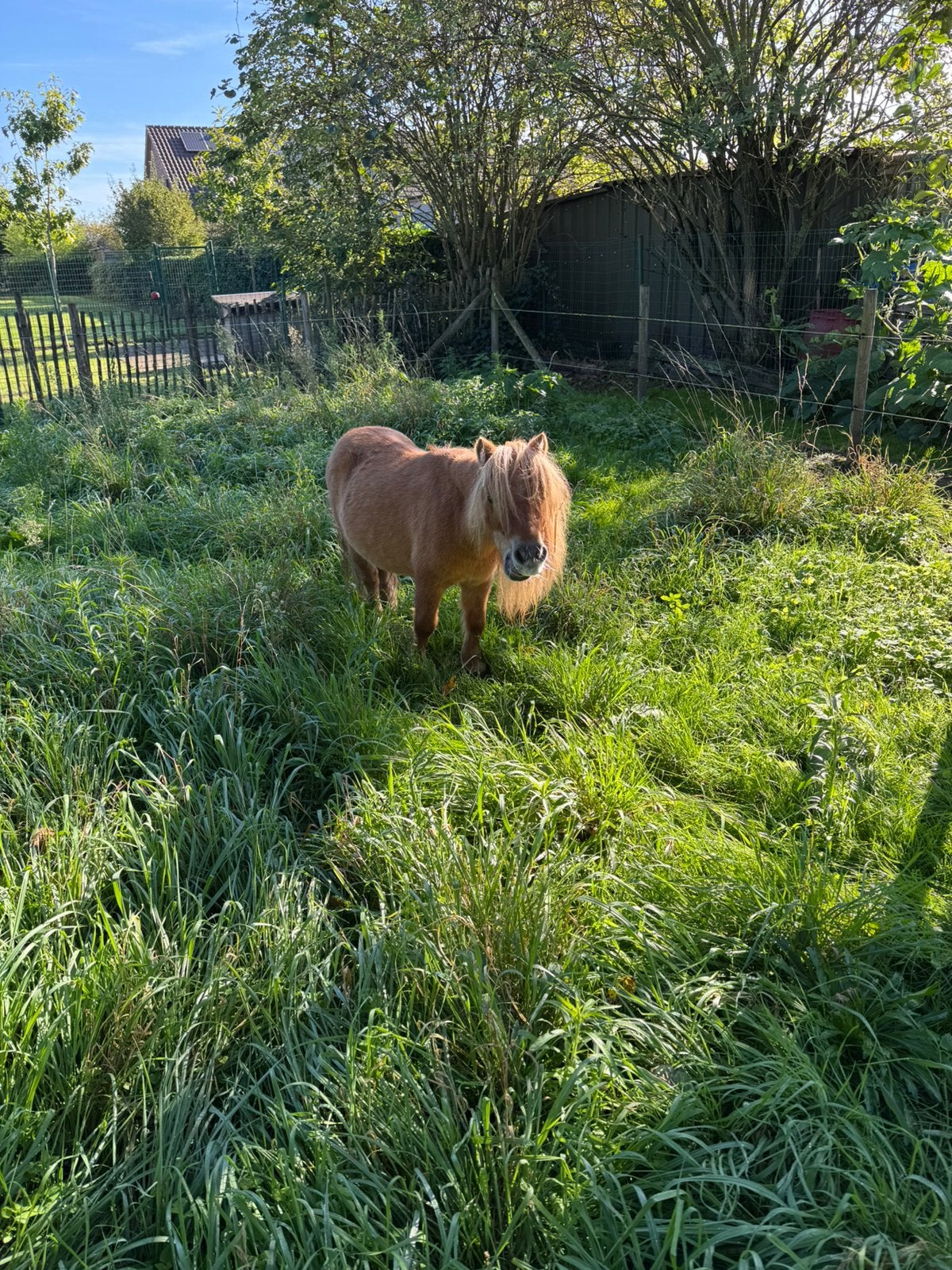 2shetland stamboek ruintjes GRATIS, Dieren en Toebehoren, B