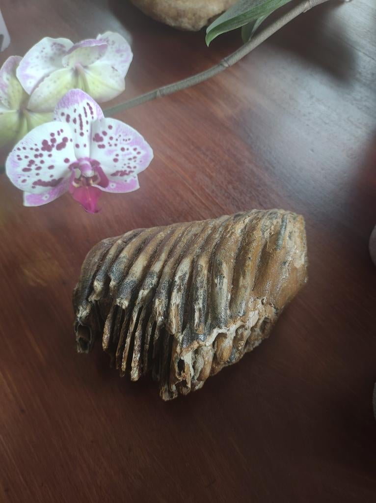 Fossile de mammouth, Collections, Envoi, Fossile