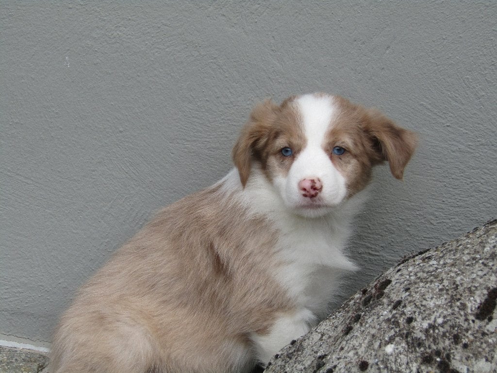 Border collie puppy's teefjes, Animaux & Accessoires, Chiens | Bergers & Bouviers, Chienne, Belgique, Colley, Plusieurs