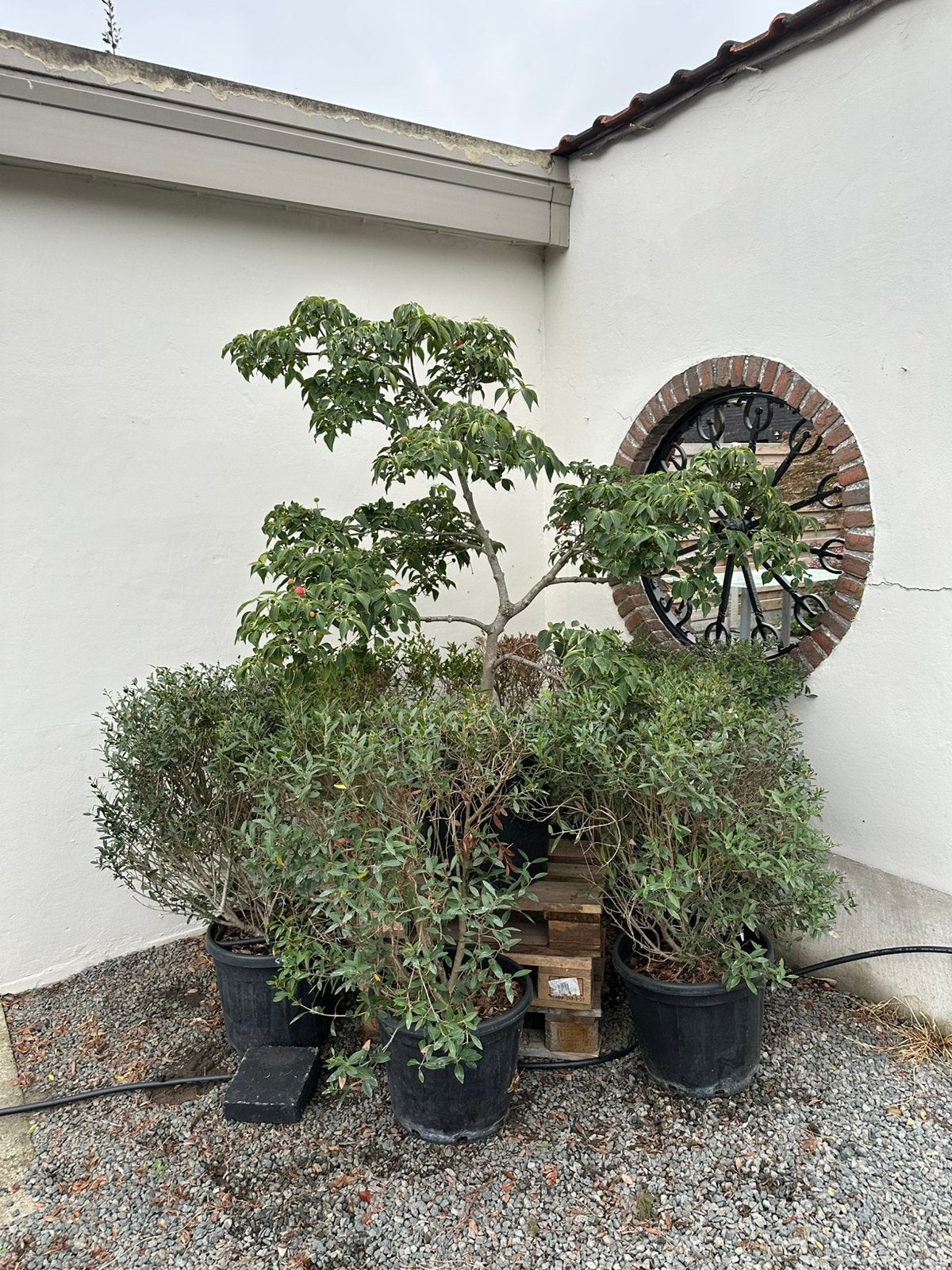 Cornus bonsai, Tuin en Terras, Ophalen