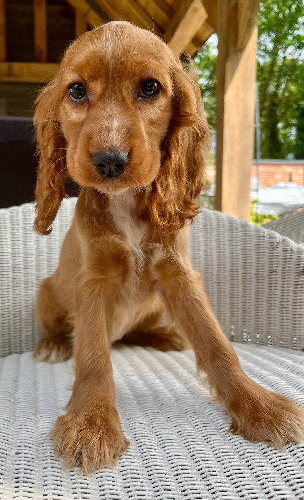 Engelse Cocker spaniël pups, Animaux & Accessoires, Chiens | Retrievers, Épagneuls & Chiens d'eau, Belgique, Plusieurs, Éleveur | Loisir