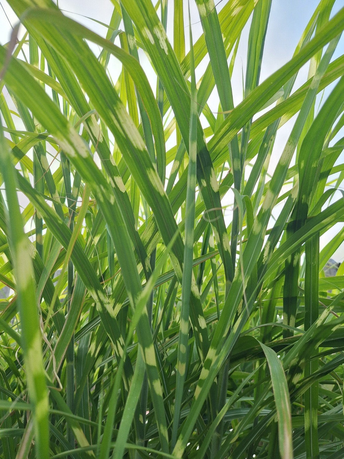 GRATIS Miscanthus Zebrinus grassen, Tuin en Terras, Ophalen