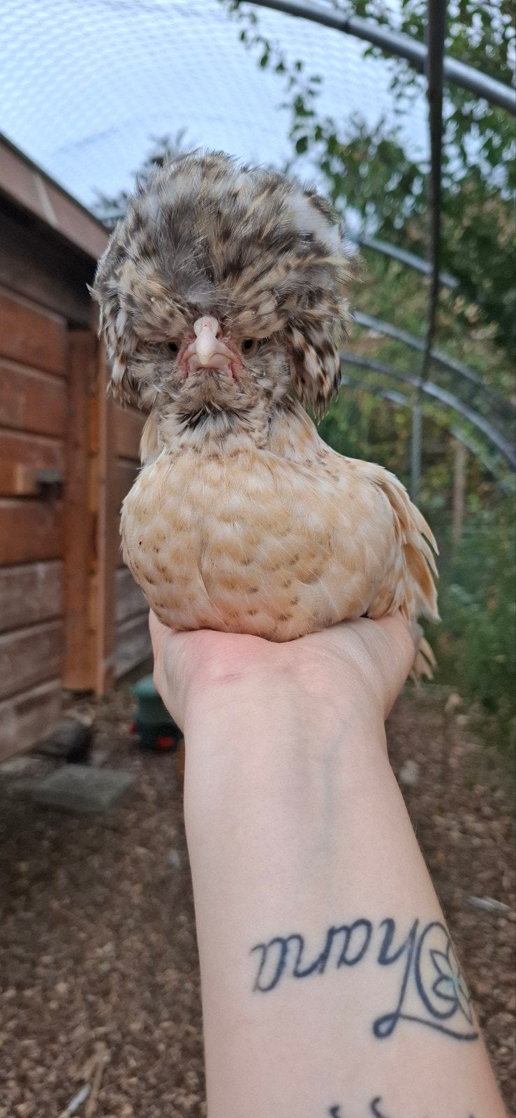 Padua kriel haan, Dieren en Toebehoren, Pluimvee, Mannelijk, Kip