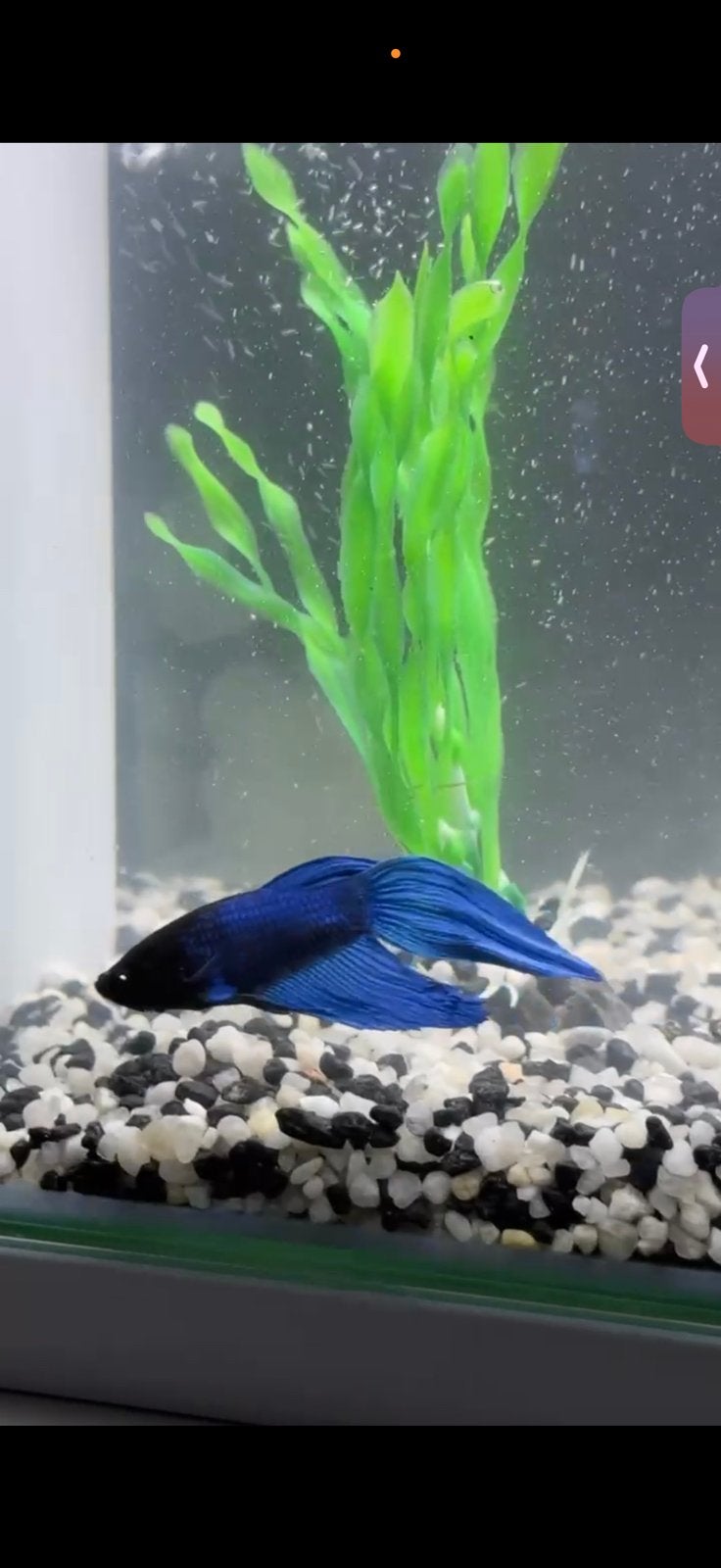Betta vis en 2 poetser vissen tekoop samen met de aquarium, Dieren en Toebehoren, Vissen | Aquariumvissen, Vis