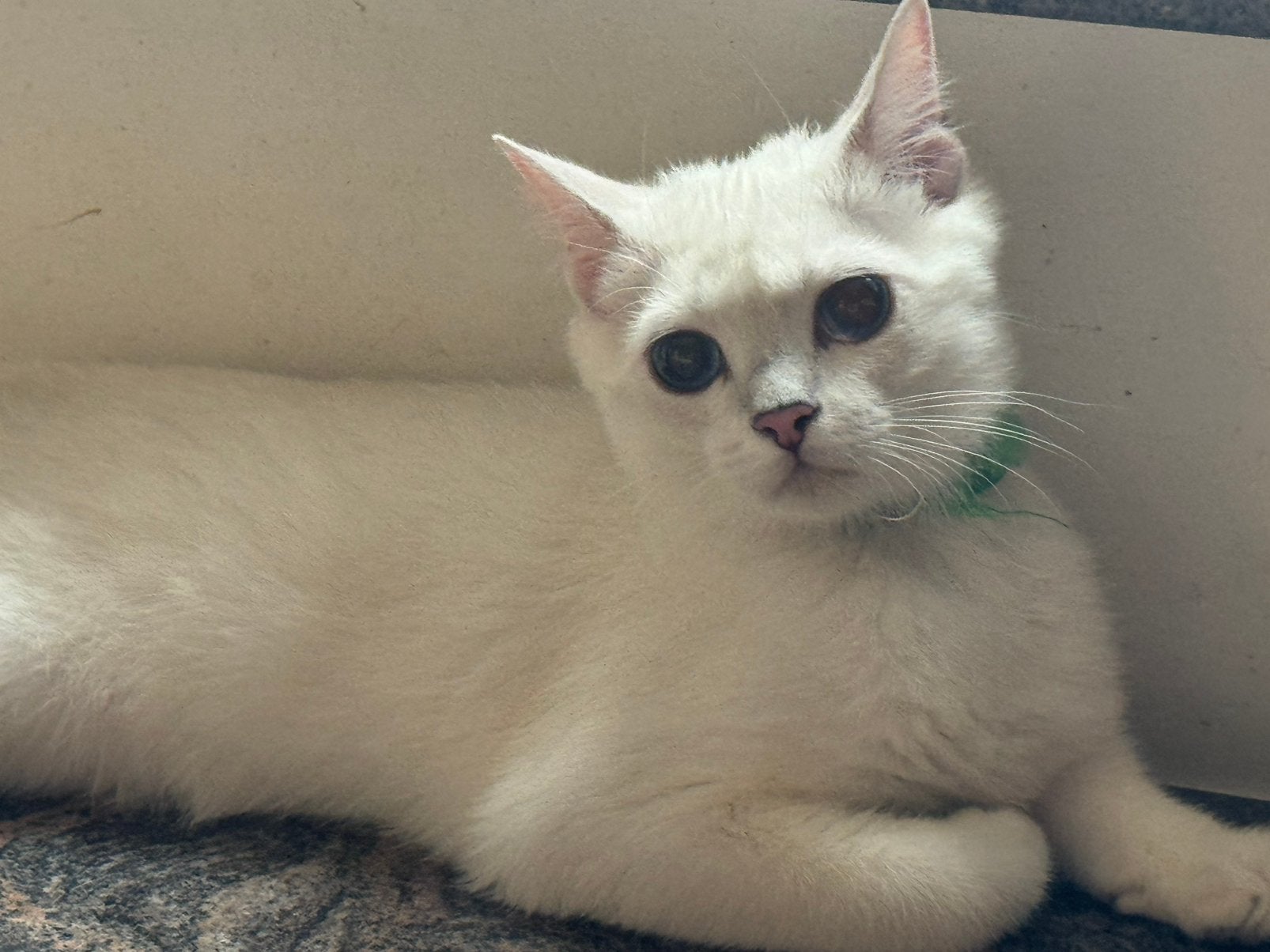 kittens Britse korthaar, Animaux & Accessoires, Chats & Chatons | Chats de race | Poil ras, Chat, 0 à 2 ans, Avec puce électronique