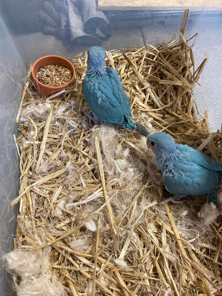1 blauwe halsbandparkiet, Dieren en Toebehoren, Geslacht onbekend, Overige soorten