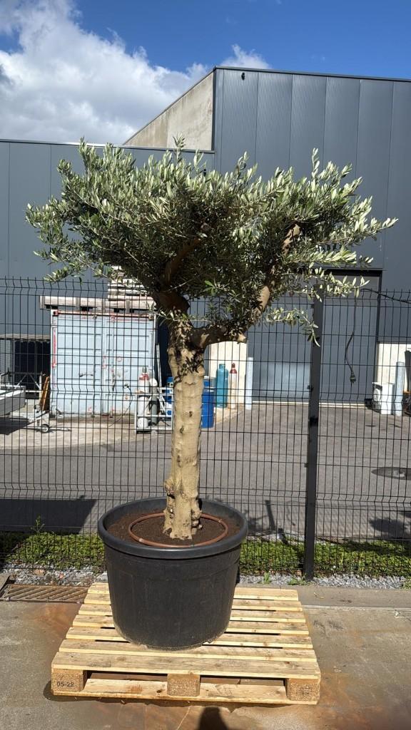 Olijfboom, Tuin en Terras, Planten | Bomen, Lente, 100 tot 250 cm, Olijfboom, Ophalen