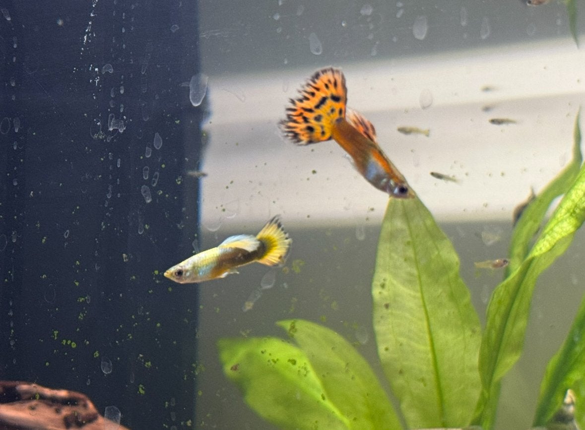 Baby guppies, guppen, guppy te koop, Animaux & Accessoires