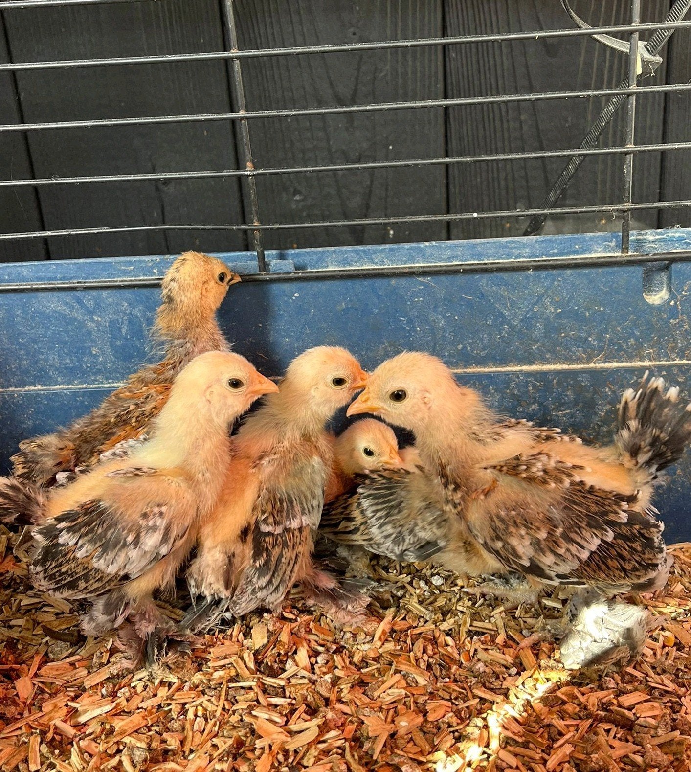 Ukkelse baardkriel kuikens, Dieren en Toebehoren, Pluimvee
