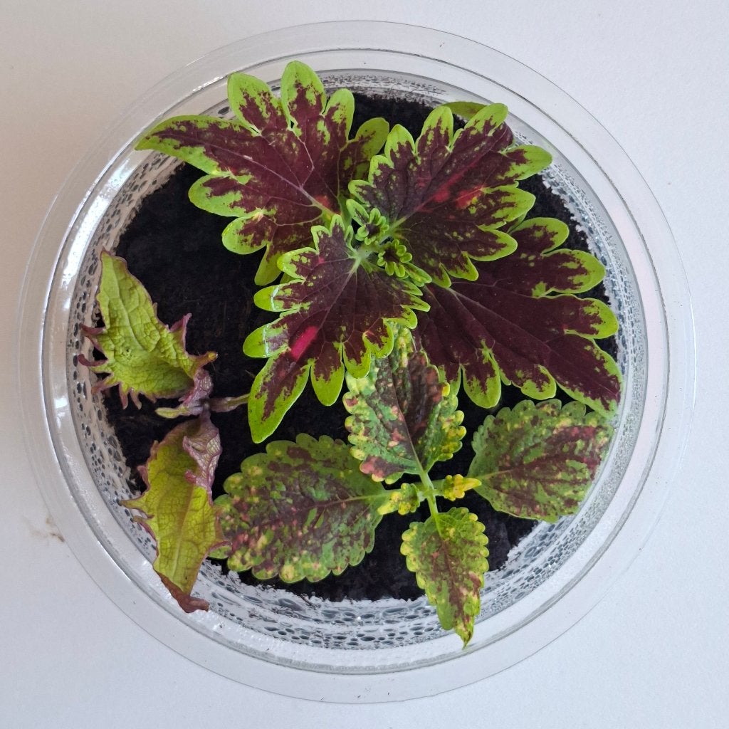 Sélection de 3 Coleus magnific, Maison & Meubles, Plantes d'intérieur, En pot, Plein soleil, Plante à fleurs, Moins de 100 cm