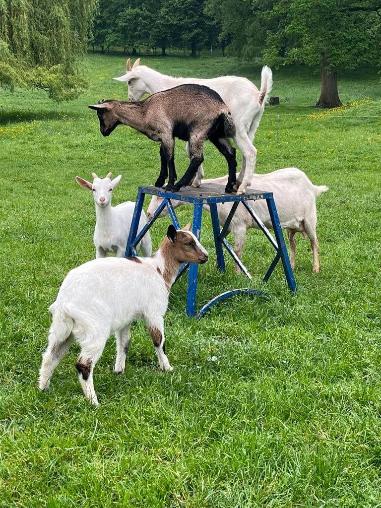 4 geitjes te koop, Dieren en Toebehoren, Schapen, Geiten en Varkens